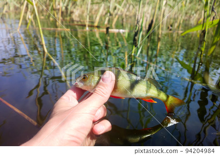 summer perch fishing bait summer perch fishing bait 94204984