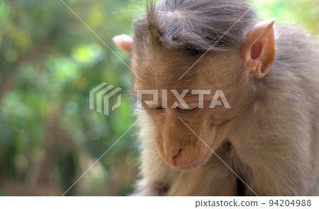 Indian macaques, bonnet macaques, or (lat. Macaca radiata). Indian macaques, bonnet macaques, or (lat. Macaca radiata). 94204988