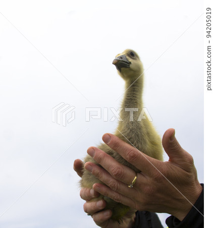 Gooses Gooses 94205019