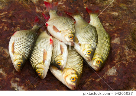 Baltic rudd Baltic rudd 94205027