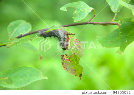 Lymantria dispar caterpillars move in forest. Lymantria dispar caterpillars move in forest. 94205031