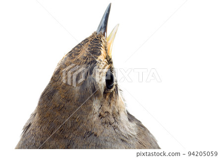 blue-throated robin bird isolated blue-throated robin bird isolated 94205059