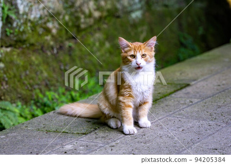 Stray cat Stray cat 94205384