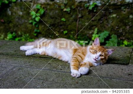 Stray cat Stray cat 94205385