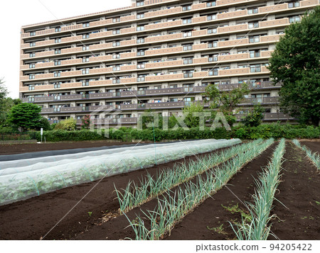 Urban agriculture green onion field Urban agriculture green onion field 94205422