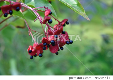 Gonzu's fruit Gonzu's fruit 94205515