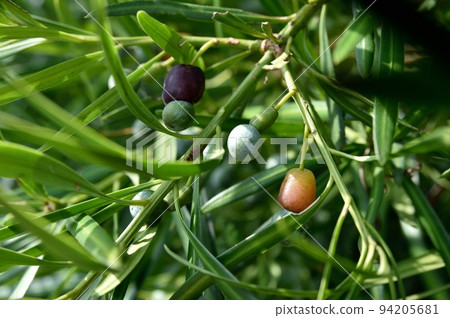 Inumaki noodles 94205681