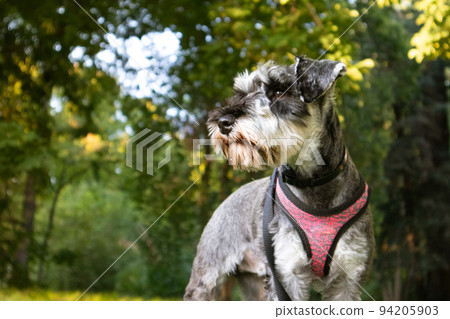Small happy Zwergschnauzer puppy portrait on a green lawn in sunny summer or spring day. Hunting, guarding dogs breed. Doggy walking outdoors. Canine animal, pet in green park, woods, nature has fun.  94205903