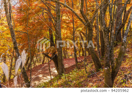 Autumn in Narusawa Village, Yamanashi, at the foot of Mt. Fuji, the mountain trail leading to Koyodai 94205962
