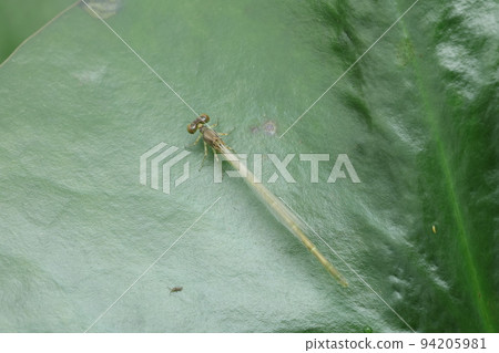 Oito dragonfly just after emergence 94205981