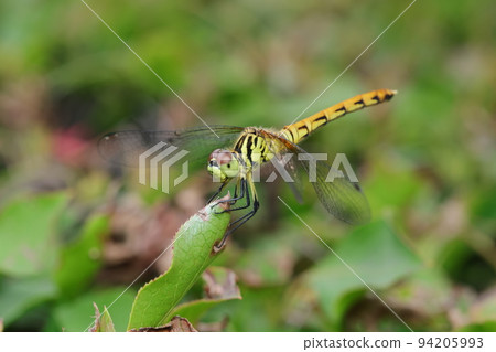 My Koakane in August My Koakane in August 94205993