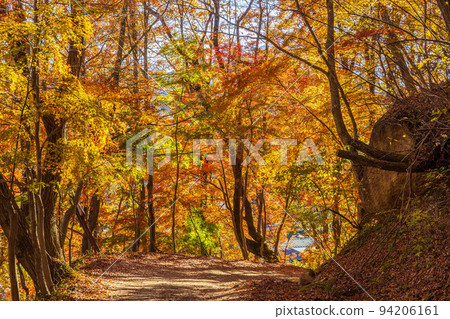 山梨縣鳴澤村的秋天，富士山腳下，通往紅葉台的山路 94206161