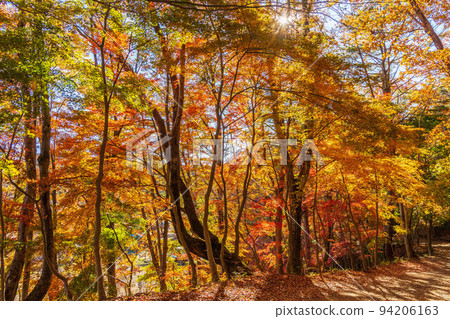 Autumn in Narusawa Village, Yamanashi, at the foot of Mt. Fuji, the mountain trail leading to Koyodai 94206163