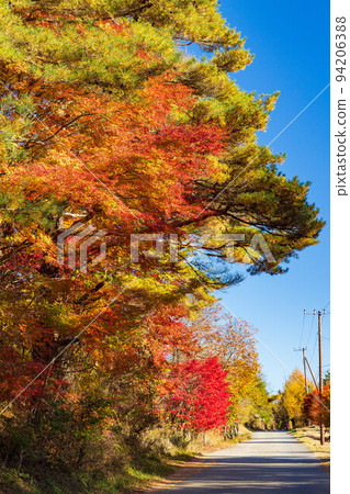 山梨縣鳴澤村的秋天，富士山腳下，通往紅葉台的山路 94206388
