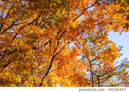 Autumn in Narusawa Village, Yamanashi, at the foot of Mt. Fuji, the mountain trail leading to Koyodai Autumn in Narusawa Village, Yamanashi, at the foot of Mt. Fuji, the mountain trail leading to Koyodai 94206467