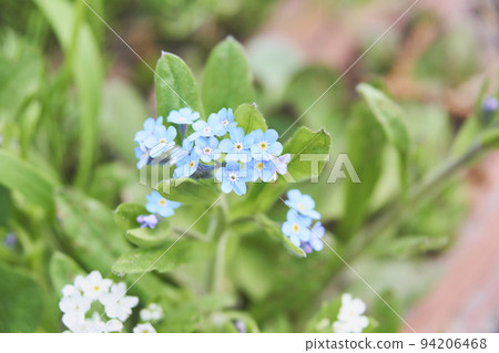 Forget-me-not flowers blooming in the garden 94206468