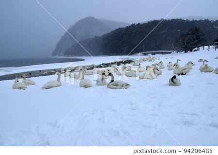 在豬苗代湖的天鵝 在豬苗代湖的天鵝 94206485