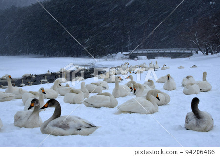 Swan in Lake Inawashiro Swan in Lake Inawashiro 94206486