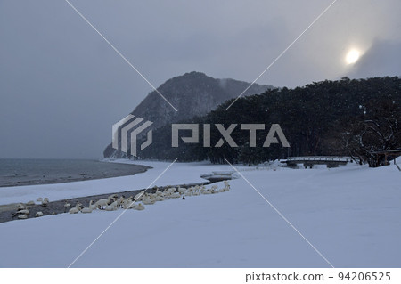 在豬苗代湖的天鵝 在豬苗代湖的天鵝 94206525