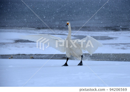 在豬苗代湖的天鵝 94206569