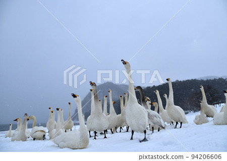 在豬苗代湖的天鵝 94206606