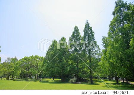 Early summer park 94206713