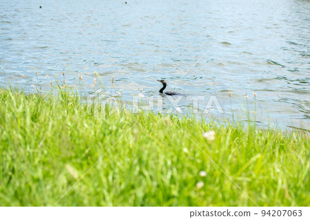 Mizumoto Park Small pool / Katsushika Ward, Tokyo 94207063