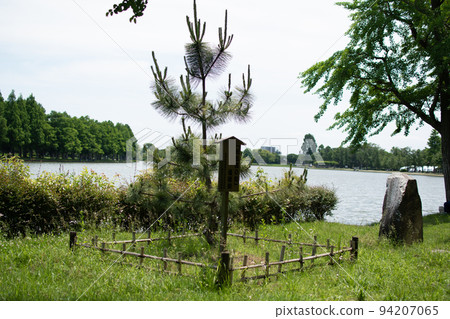 Mizumoto Park Dengoro's Pine Tree / Katsushika Ward, Tokyo 94207065