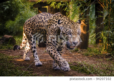 Jaguar Panthera onca majestic feline, hunting in Pantanal, Brazil 94207102