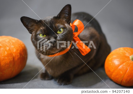 Cat lying by pumpkins on Halloween Cat lying by pumpkins on Halloween 94207140