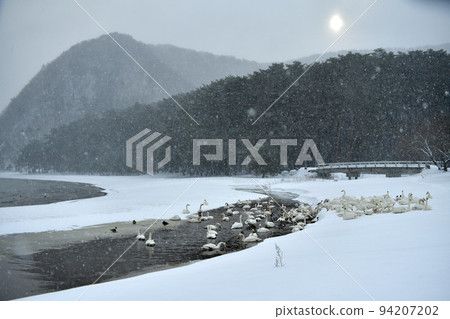 Swan in Lake Inawashiro 94207202