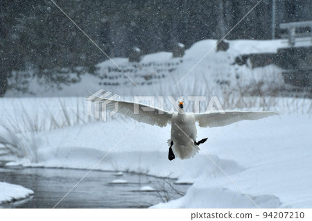 Swan in Lake Inawashiro Swan in Lake Inawashiro 94207210