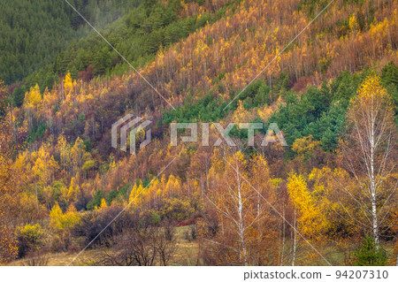 Birch forest pattern in autumn with yellow leaves, Bulgaria Countryside Birch forest pattern in autumn with yellow leaves, Bulgaria Countryside 94207310