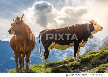 Swiss brown cows in the alpine landscape, Gran Paradiso, Northern Italy 94207312
