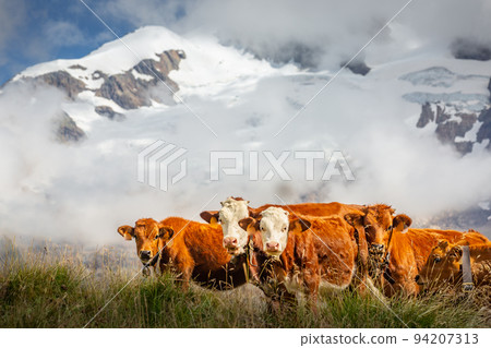Swiss brown cows in the alpine landscape, Gran Paradiso, Northern Italy Swiss brown cows in the alpine landscape, Gran Paradiso, Northern Italy 94207313