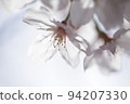 Cherry blossoms that bloom like glass 94207330