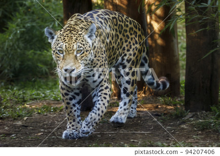 Jaguar Panthera onca majestic feline, hunting in Pantanal, Brazil 94207406
