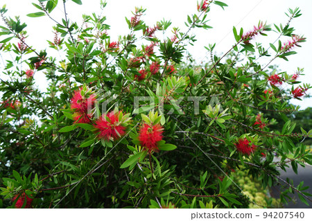 lemon bottle blush 94207540