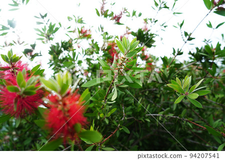 lemon bottle blush 94207541