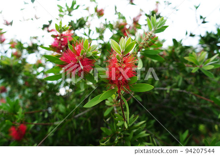 lemon bottle blush 94207544