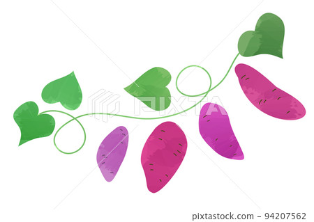 紅薯收穫矢量圖 94207562