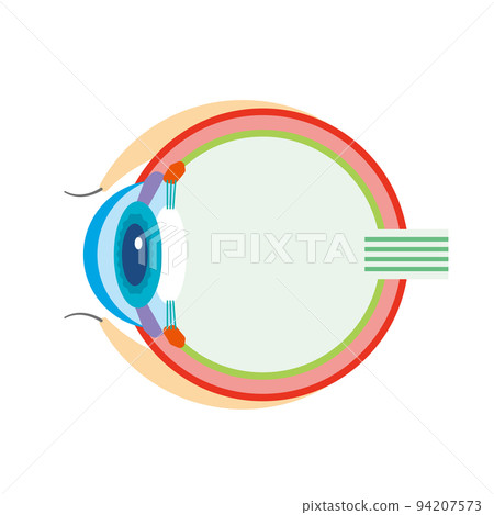 眼睛結構圖解 94207573