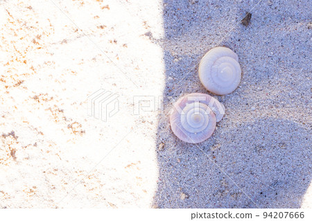 Ogasawara Minamijima Natural Monument Shellfish 94207666