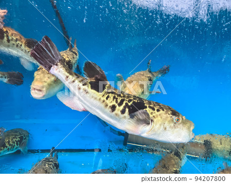 Wild pufferfish swimming in a fish tank 94207800