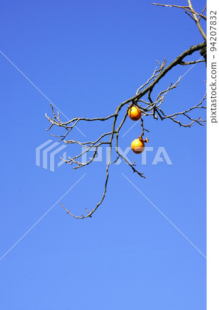 Persimmon 94207832