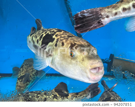 野生河豚魚在魚缸裡游泳 94207851