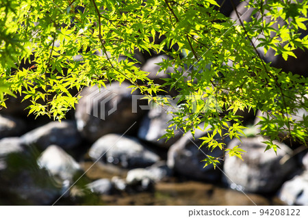 神岳神社附近的紅葉 神岳神社附近的紅葉 94208122