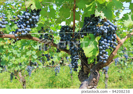 Harvest wine grapes Merlot Harvest wine grapes Merlot 94208238