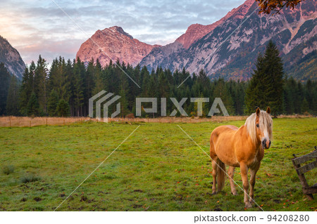 Haflinger horse on meadow in Alps at autumn sunrise, Karwendel mountains, Tyrol Haflinger horse on meadow in Alps at autumn sunrise, Karwendel mountains, Tyrol 94208280