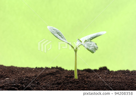Just sprouted Futaba Image of life and growth 4 Just sprouted Futaba Image of life and growth 4 94208358